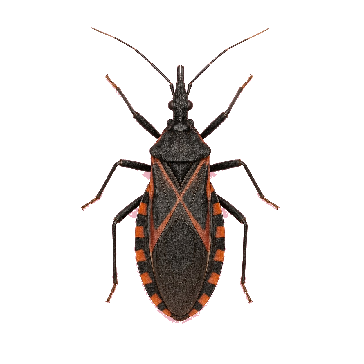Kissing Bug
