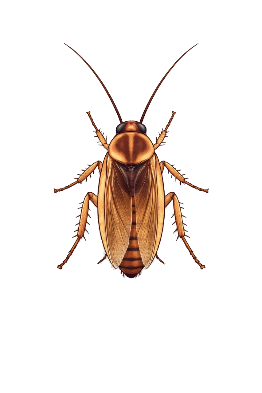 Roach